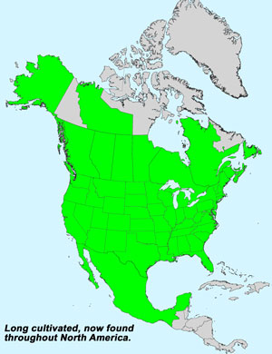 North America species range map for Common Sunflower, Helianthus annuus: Click image for full size map.